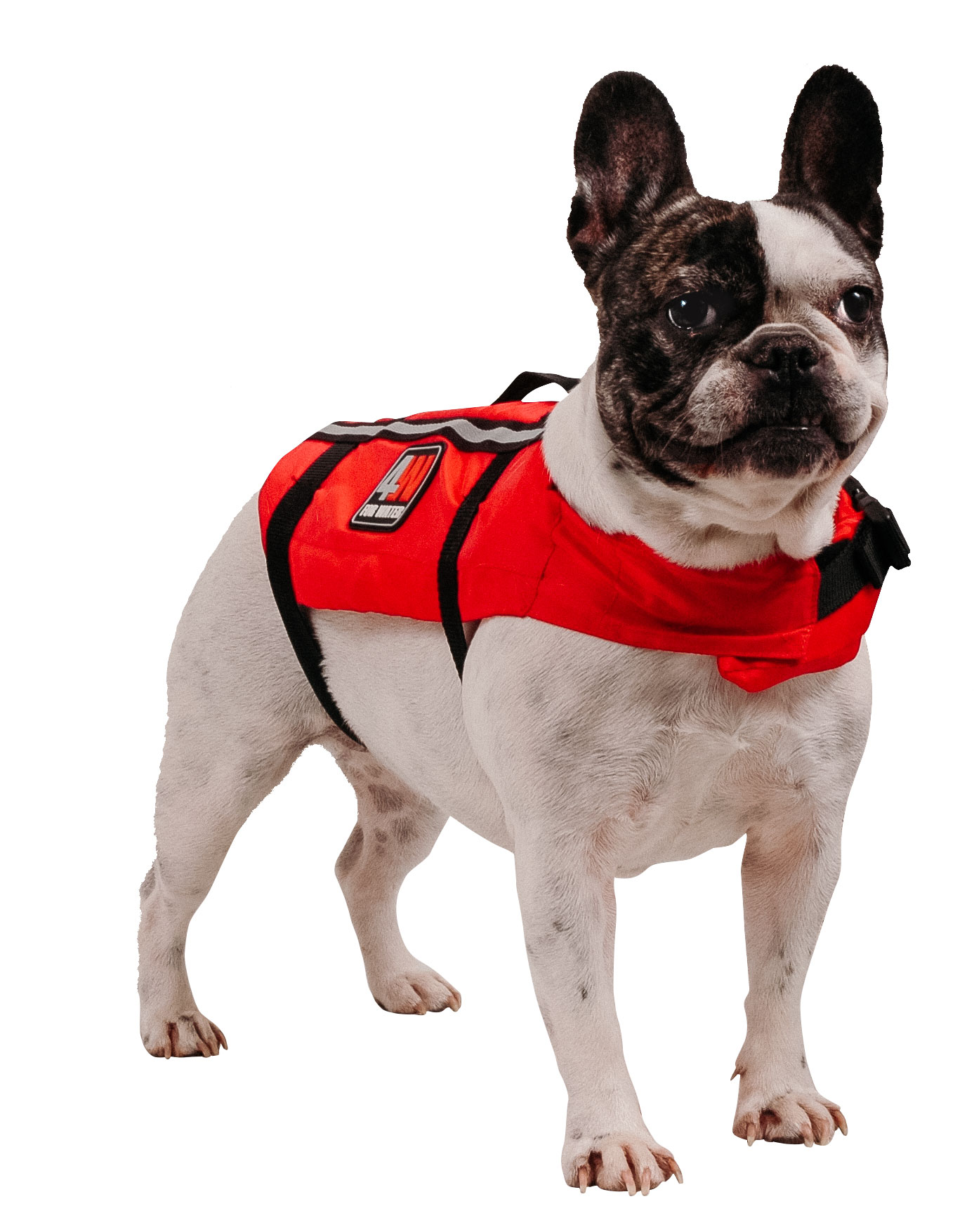 DOG BUOYANCY AID Ocean Safety